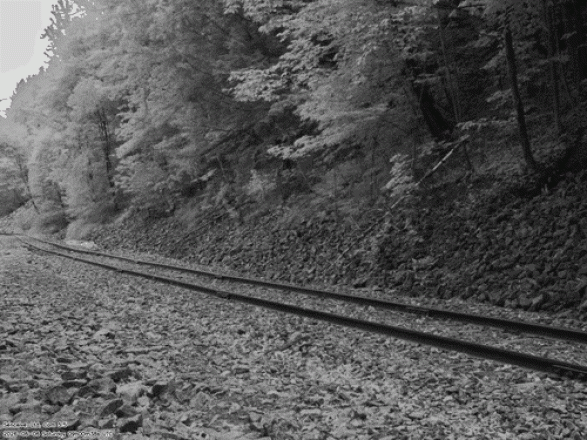 CameraHub images tree on rail track canada
